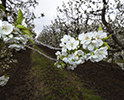 Orchard Blossom 142